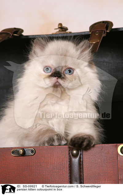 Perser Colourpoint Ktzchen in Truhe / persian kitten colourpoint in box / SS-09921