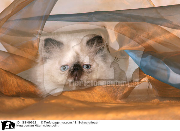 liegendes Perser Colourpoint Ktzchen / lying persian kitten colourpoint / SS-09922