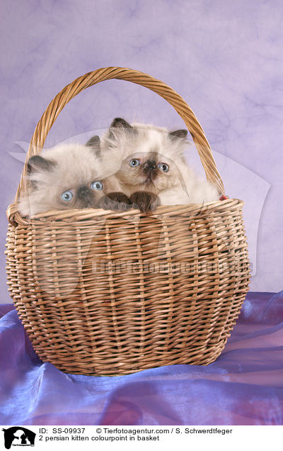 2 persian kitten colourpoint in basket / SS-09937