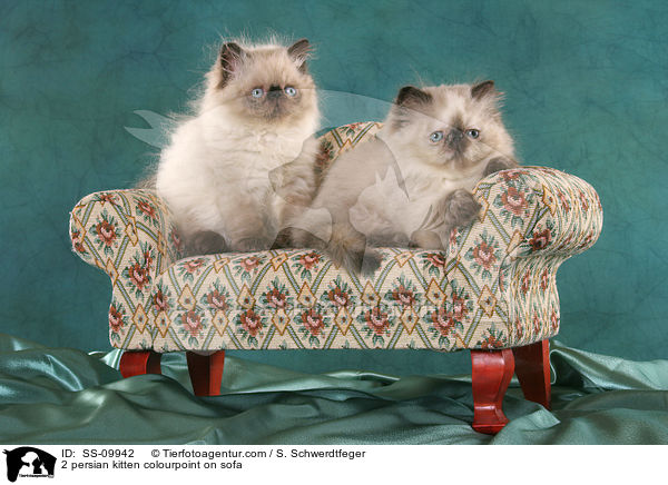 2 Perser Colourpoint Ktzchen auf dem Sofa / 2 persian kitten colourpoint on sofa / SS-09942