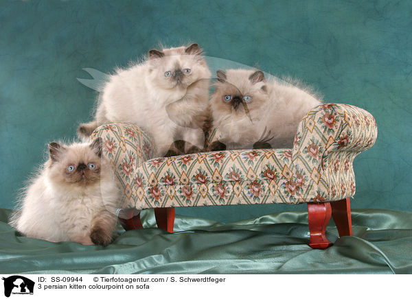 3 persian kitten colourpoint on sofa / SS-09944