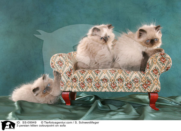 3 persian kitten colourpoint on sofa / SS-09949