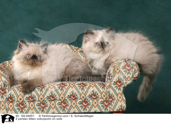 2 persian kitten colourpoint on sofa / SS-09951