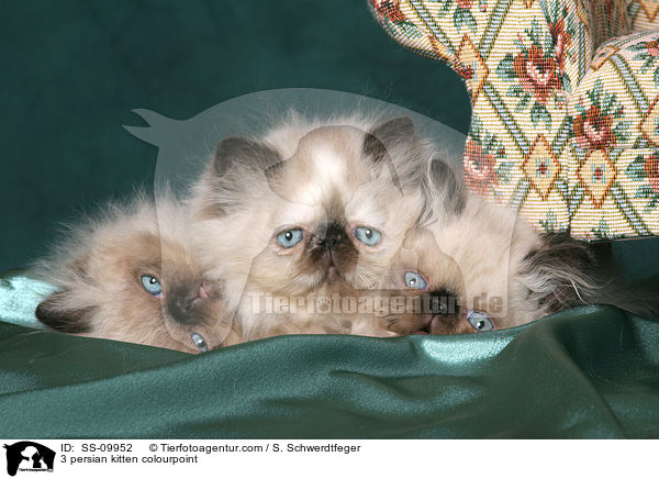 3 persian kitten colourpoint / SS-09952