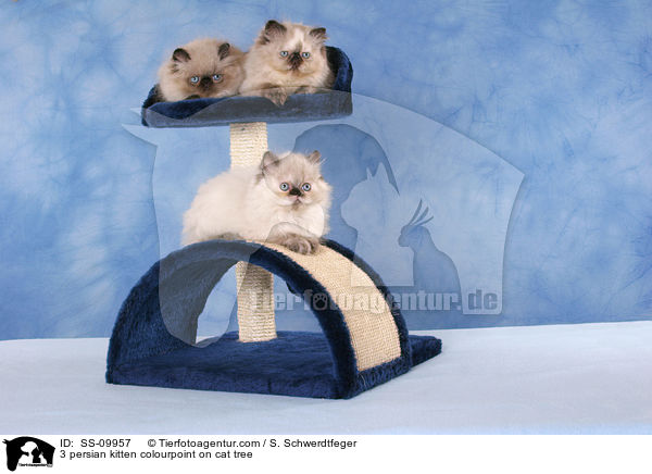 3 Perser Colourpoint Ktzchen auf Kratzbaum / 3 persian kitten colourpoint on cat tree / SS-09957