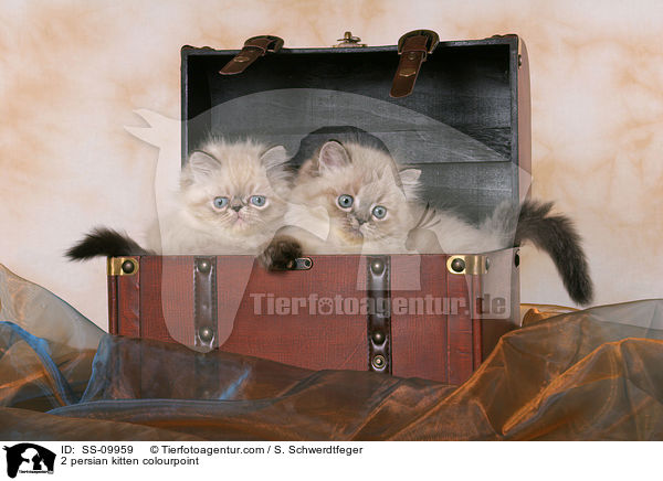 2 Perser Colourpoint Ktzchen in Truhe / 2 persian kitten colourpoint / SS-09959