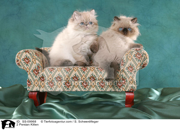2 Persian Kitten / SS-09968
