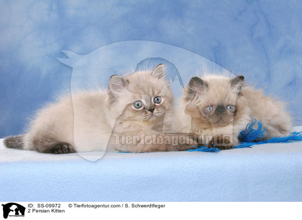 2 Persian Kitten / SS-09972