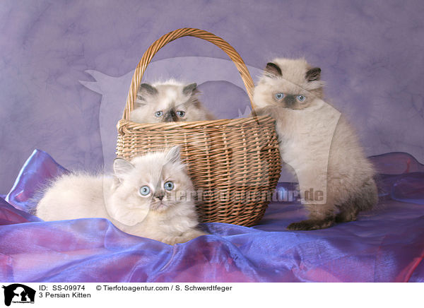 3 Persian Kitten / SS-09974
