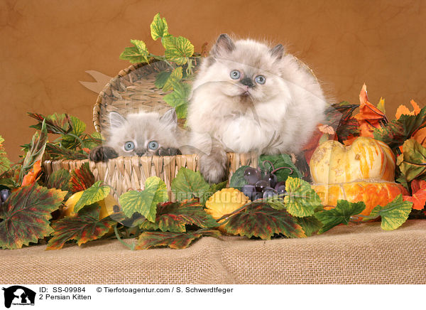 2 Perser Colourpoint Ktzchen im Korb / 2 Persian Kitten / SS-09984