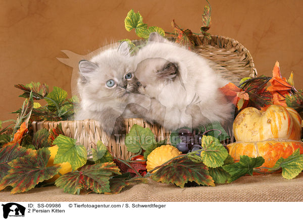 2 Perser Colourpoint Ktzchen im Korb / 2 Persian Kitten / SS-09986