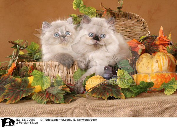 2 Perser Colourpoint Ktzchen im Korb / 2 Persian Kitten / SS-09987