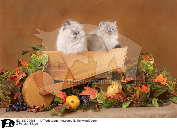 2 Perser Colourpoint Ktzchen in Herbstdeko / 2 Persian Kitten / SS-09988