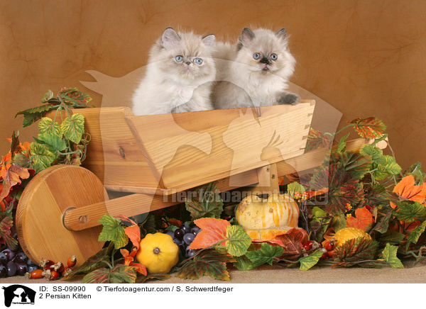2 Perser Colourpoint Ktzchen in Herbstdeko / 2 Persian Kitten / SS-09990