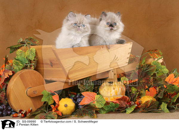 2 Persian Kitten / SS-09990