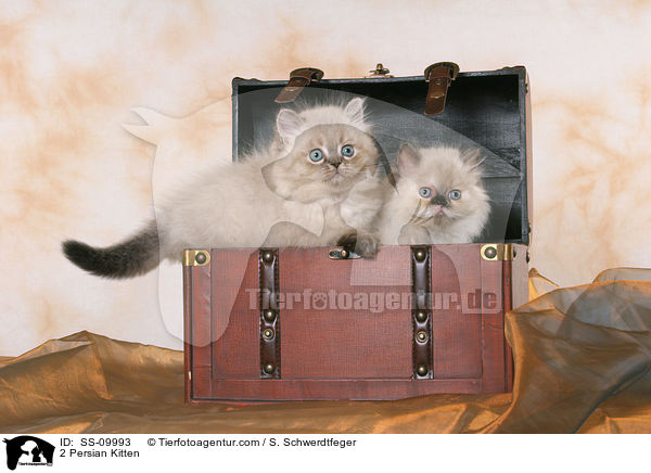 2 Perser Colourpoint Ktzchen in Truhe / 2 Persian Kitten / SS-09993