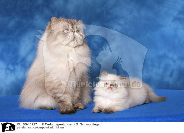 Perser Colourpoint mit Jungem / persian cat colourpoint with kitten / SS-16227
