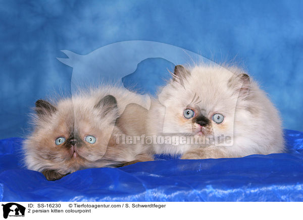 2 persian kitten colourpoint / SS-16230