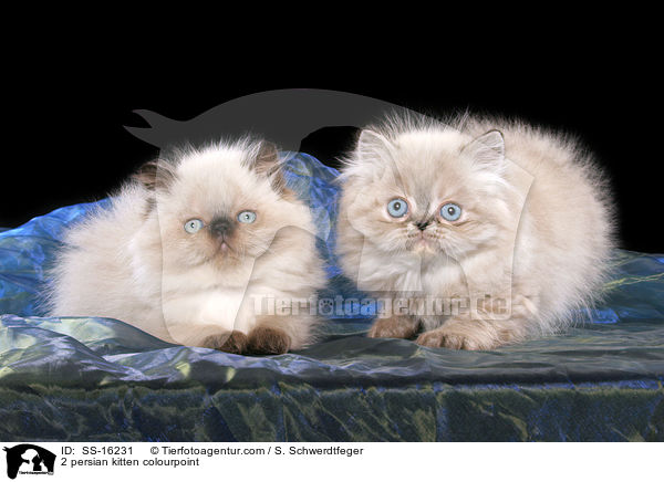 2 Perser Colourpoint Ktzchen / 2 persian kitten colourpoint / SS-16231