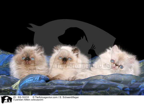 3 persian kitten colourpoint / SS-16233