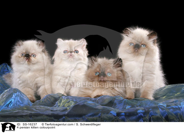 4 Perser Colourpoint Ktzchen / 4 persian kitten colourpoint / SS-16237
