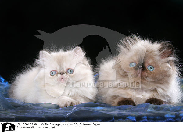 2 Perser Colourpoint Ktzchen / 2 persian kitten colourpoint / SS-16239
