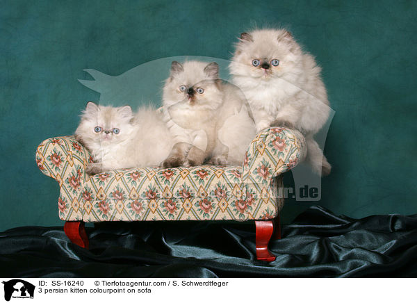 3 Perser Colourpoint Ktzchen auf Sofa / 3 persian kitten colourpoint on sofa / SS-16240