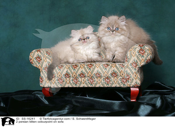 2 Perser Colourpoint Ktzchen auf Sofa / 2 persian kitten colourpoint on sofa / SS-16241