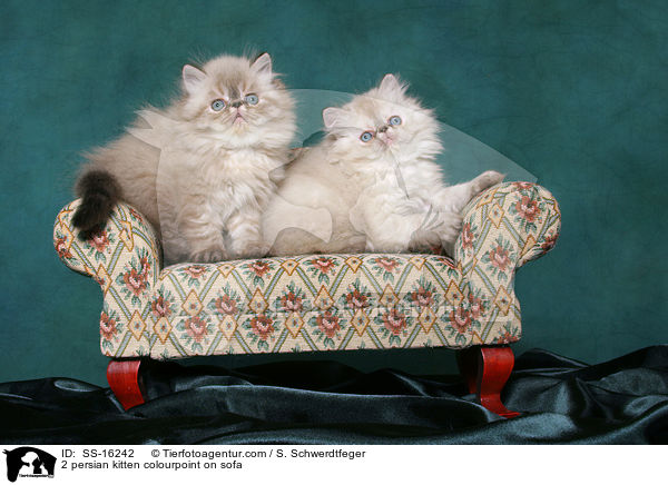 2 persian kitten colourpoint on sofa / SS-16242