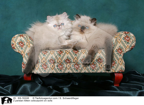 2 Perser Colourpoint Ktzchen auf Sofa / 2 persian kitten colourpoint on sofa / SS-16246