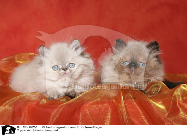 2 ppersian kitten colourpoint / SS-16251