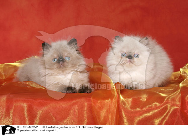 2 persian kitten colourpoint / SS-16252