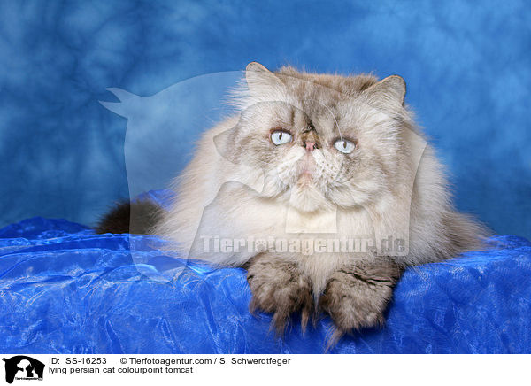 liegender Perser Colourpoint Kater / lying persian cat colourpoint tomcat / SS-16253