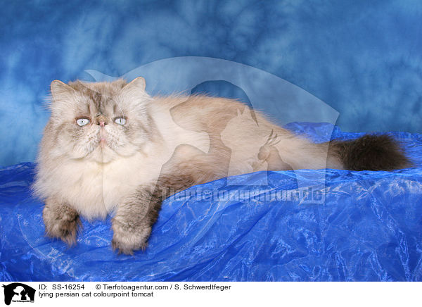 lying persian cat colourpoint tomcat / SS-16254