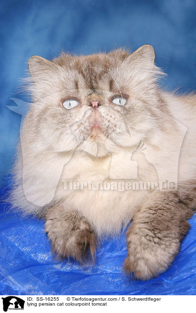 lying persian cat colourpoint tomcat / SS-16255