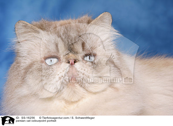 persian cat colourpoint portrait / SS-16256