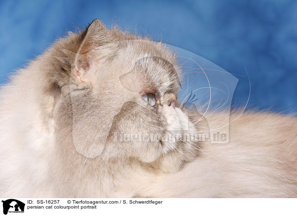 Perser Colourpoint Kater / persian cat colourpoint portrait / SS-16257