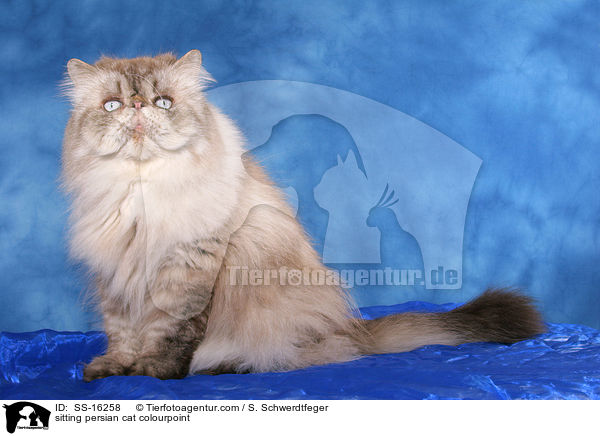 sitting persian cat colourpoint / SS-16258