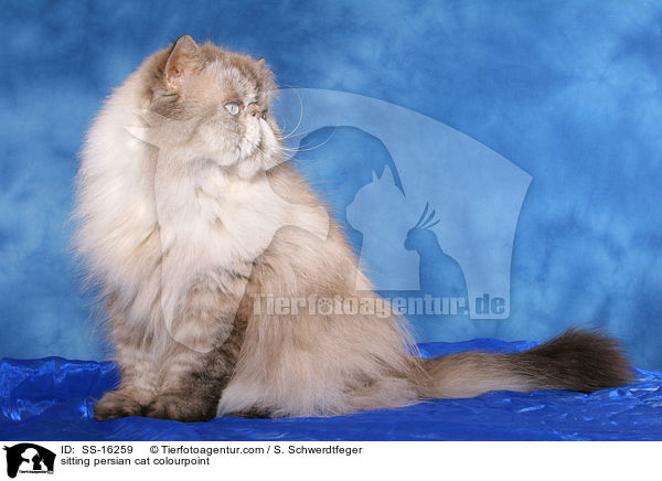 sitzender Perser Colourpoint Kater / sitting persian cat colourpoint / SS-16259