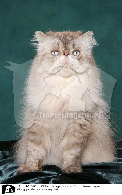 sitzender Perser Colourpoint Kater / sitting persian cat colourpoint / SS-16261
