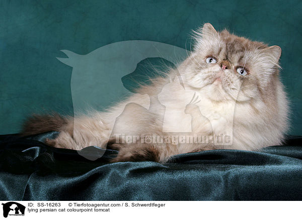 lying persian cat colourpoint tomcat / SS-16263