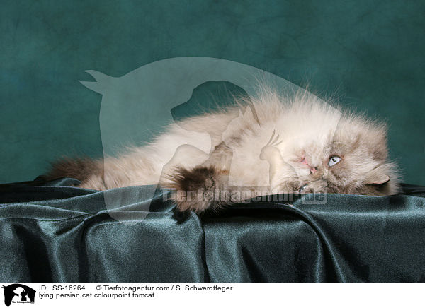 lying persian cat colourpoint tomcat / SS-16264