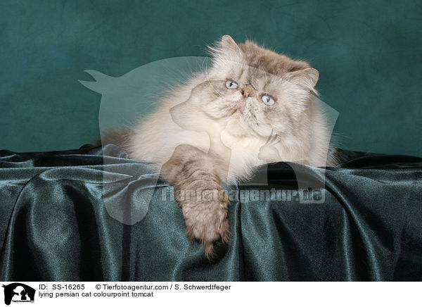 lying persian cat colourpoint tomcat / SS-16265