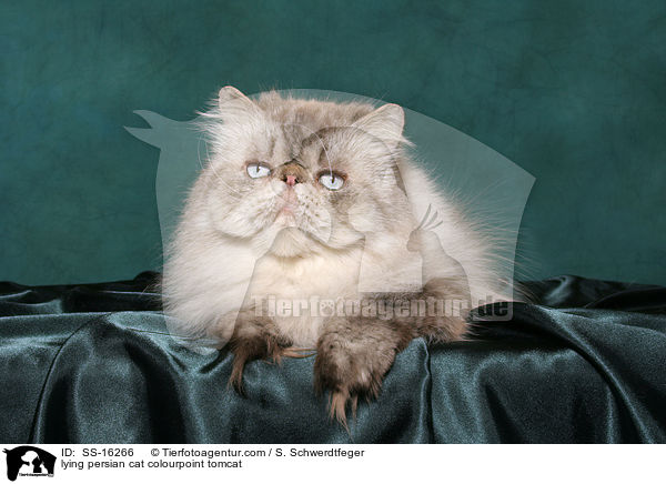 lying persian cat colourpoint tomcat / SS-16266