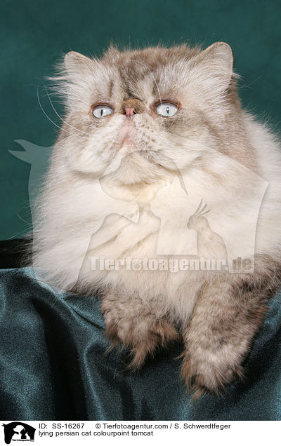 lying persian cat colourpoint tomcat / SS-16267