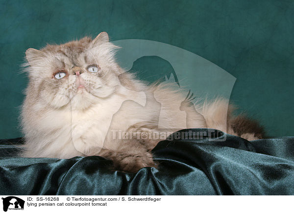 liegender Perser Colourpoint Kater / lying persian cat colourpoint tomcat / SS-16268