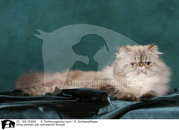 lying persian cat colourpoint tomcat / SS-16269