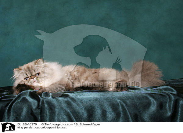 lying persian cat colourpoint tomcat / SS-16270