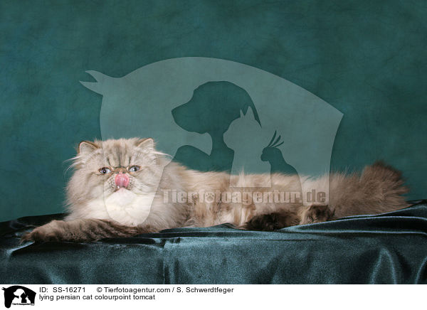 lying persian cat colourpoint tomcat / SS-16271