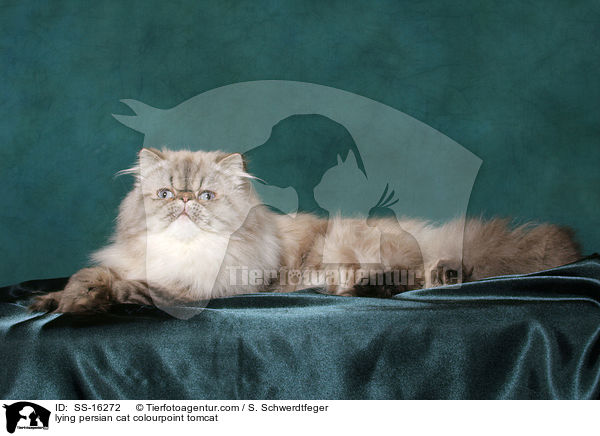 liegender Perser Colourpoint Kater / lying persian cat colourpoint tomcat / SS-16272